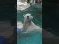 すごいね～遠い所からオモチャ狙ってたんやね！　 ホウちゃん シロクマ polarbear ゴイサギ 天王寺動物園