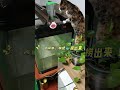 子娴的生活记录：天天围着鱼缸转的萌宠小猫咪！ 猫咪 萌宠 周末愉快 子娴的生活记录 模切工作室 中国 搞笑 记录生活