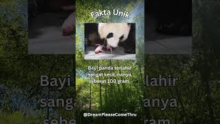 Bayi panda adalah....