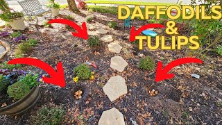 Planting  Tulips and Daffodils in Zone 9B Florida