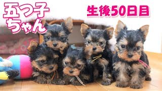 2018年1月18日生まれ・ヒミカの五つ子ちゃん（生後50日目）