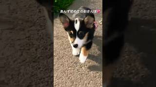 あんず初めてのお散歩動画💖　(今は5歳) #corgi #コーギー #コーギー大好き #コーギー子犬 #あんつく