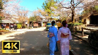 4K Japan Kyoto walk Unforgettable Springtime Experience Maruyama Park's Gion Shidarezakura