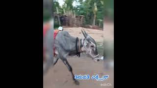 hori haba bull training