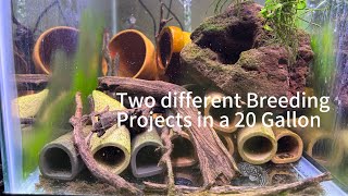 Two breeding projects with L340 Mega Clown Plecos and Dwarf Acaras