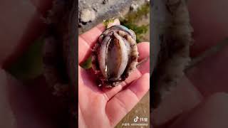 Catching Seafood 🐟🦀🐙🐢 Deep Sea Octopus (Catch Crab, Catch Fish) - Tik Tok #136