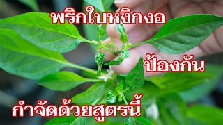 วิธีแก้ปัญหาโรคใบหงิกงอในพริก สาเหตุเกิดจากอะไรแก้ไขได้อย่างไร