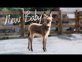 Pico might be the cutest mini donkey ever - he's only three days old