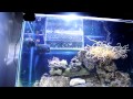 fluval sea protien skimmer review and tank update