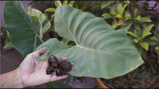 Taro Root ਤੋਂ Taro Plant ਉਗਾਉਣ ਦਾ ਆਸਾਨ ਤਰੀਕਾ - ਬਾਗਬਾਨੀ ਦੇ ਸੁਝਾਅ