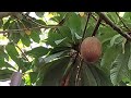 மேமி சப்போட்டா பிரமாண்டமான சப்போட்டா mamey sapote exotic fruit world most rare fruits