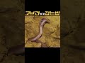 벽 속에 뱀이 있는 것 같아요 동물 뱀 코브라 독사 animals