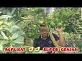 BIBIT BUAH ALPUKAT SUPER GENJAH, ALPUKAT MIKEN,COCOK UNTUK BERKEBUN DAN INVESTASI JANGKA PANJANG