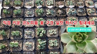 문의010-7459-9915   인간관계 회복하고 코노피듐 꽃 피는 계절 9종 세트 70두이상 6만원에 드릴께요  Succulent たにくしょくぶつ 多肉植物