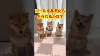 What happens if you give a Shiba Inu a ball?