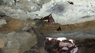 御輿塚古墳（姫路市）の組合式家形石棺とコウモリ　Ancient Stone Coffin and Flying Bat in Mikoshizuka Burial Mound