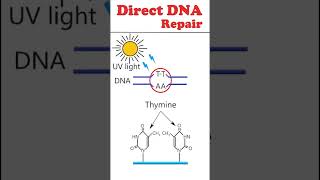 Direct DNA repair #animation #dnarepair