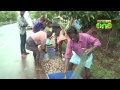 kuttanad convert paddy fields to fish farms