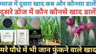 प्याज में दुसरा खाद कब और कौनसा डालें || Pyaj Ki Pedavar Kaise Badhaye || Onion Farming