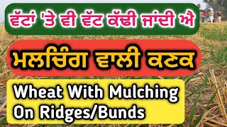 ਵੱਟਾਂ 'ਤੇ ਮਲਚਿੰਗ ਵਾਲੀ ਕਣਕ, ਉਹ ਵੀ ਪੂਰੇ ਸਾਢੇ ਅੱਠ ਏਕੜ || Wheat With Mulching On Bunds