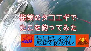 秘策のタコエギでたこを釣る（福井・釣姫）Octopus fishing