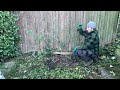 removing english ivy from a yard fence panel winter lawn care clear out