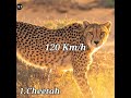 அதிக வேகமான நிலத்தில் வாழும் உயிரினங்கள் top 10 fastest land animals in the world shorts