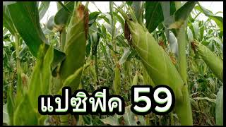 {Ep23.}ช่วงเวลาใกล้เก็บผลผลิต🌽 [ข้าวโพดหวาน] #เรื่องบ้านๆเกษตรชาวบ้าน