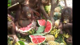 El orangután y la orangutana