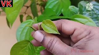 తమలపాకు మొక్క గుబురుగా పెరగాలంటే,.#tamalapaku #plants #pooja