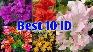 Top 10 Bougainvillea Varieties With Names ( ID )