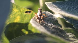 AgweekTV: 2025 Pest Management