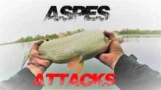 ASPES ATTACKS : Le tarpon d'eau douce [ Pêche UL ]