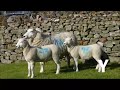 y lleyn ewe with lleyn lambs