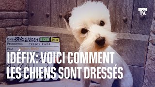 Voici comment les chiens sont dressés pour jouer Idéfix dans le dernier \