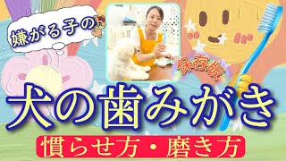 犬の歯みがきの慣らせ方と磨き方！嫌がる子を嫌がらないように慣らしましょう！【№150】