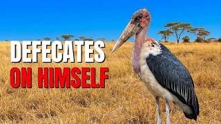 15 Mind Blowing Facts About Marabou Storks