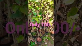 plant nursery in Maharashtra# beautiful white and red Chandan plant# viral# short