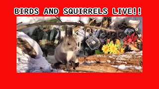 cute squirrel \u0026 birds LIVE雪景色エゾリス・野鳥ライブ　 スズメの大群　キツツキ、ヒヨドリ、ごじゅうから、しじゅうから