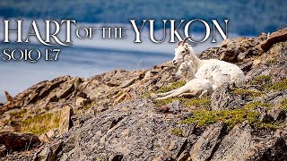 Hart of the YUKON - 14 Days Solo Camping in the Yukon Wilderness - E.7 - Climbing a Mountain Alone