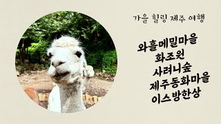 2024 가을 제주여행 vlog/와흘메밀마을/화조원/사려니숲/제주동화마을/이스방한상