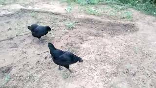 Hudge Growth difference between free range and farm adhere kadaknath