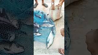 জালভর্তি সাইজ সাইজ কাতলা মাছ |Bengal Fishing Tech!!