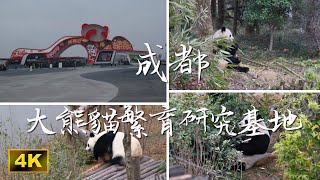 成都大熊貓繁育研究基地