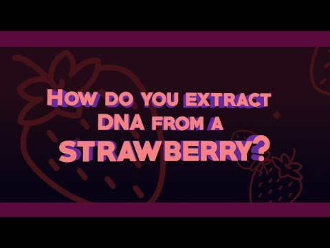 How much DNA do we share with strawberries?