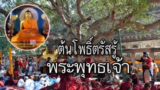 ต้นโพธิ์ที่ตรัสรู้พระสัมมาสัมพุทธเจ้า พุทธคยา อินเดีย Enlightenment Place of Buddha