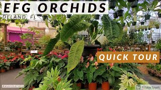 Tour of EFG Orchids l The Best Orchids Nursery in Florida l #Shorts