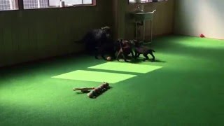 ラブラドールレトリバー　ブラック　子犬　社会性　【日本で唯一のチョコラブ・黒ラブ専門犬舎 Mother Planet Kennel】