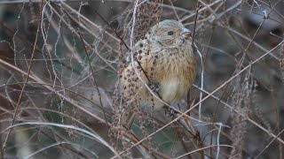 宮ヶ瀬湖 早戸川林道のベニマシコ（雌）その１１６（4K60P動画）