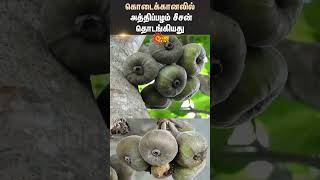 Atti Pazham | Fig Fruit Season | kodaikanal | Sun News